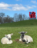 Fotogalerie Zážitková exkurze do severní Anglie se zastávkou v Amsterdamu, foto č. 18
